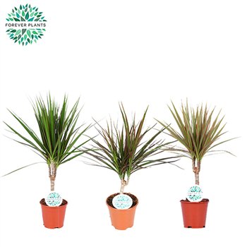 Dracena marg  mix Marginata p14 1 pp 55cm 14cm Q2700