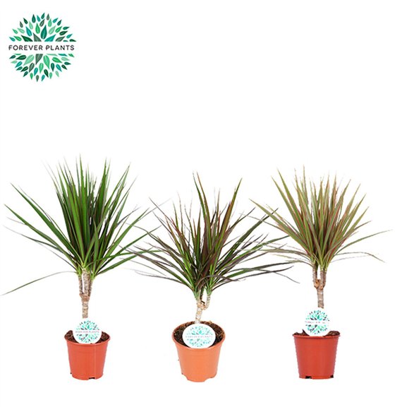 Dracena marg  mix Marginata p14 1 pp 55cm 14cm Q2700
