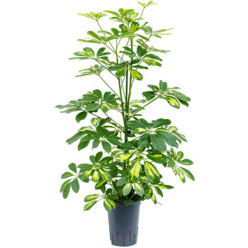 Šeflera arboricola 'Gold Capella' 1SCGC2T10