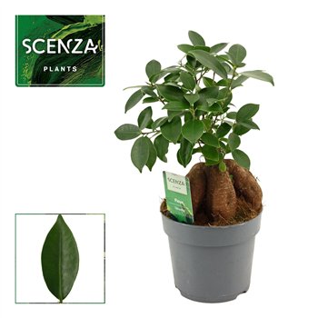 Fikus microcarpa ginseng Retusa 14cm 35cm 14cm Q3051