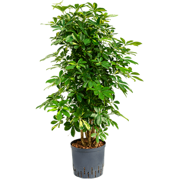 Šeflera arboricola 'Gold Capella' 1SCGCSS24