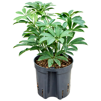 Šeflera arboricola 'Luseana' 2SCLO2T10