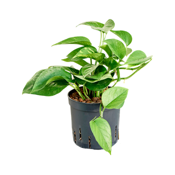 Scindapsus (Epipremnum) 'Aureum' 2SCAUHA12