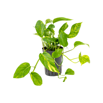 Scindapsus (Epipremnum) 'Aureum' 1SCAUHA10