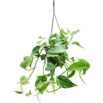 Scindapsus (Epipremnum) 'Aureum' 4SCAUHA19