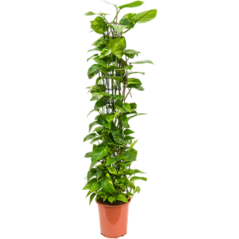 Scindapsus (Epipremnum) 'Aureum' 4SCAUZU10