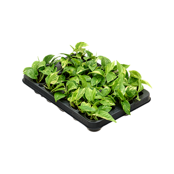 Scindapsus (Epipremnum) 'Aureum' 12/tray 4SCAUBP06