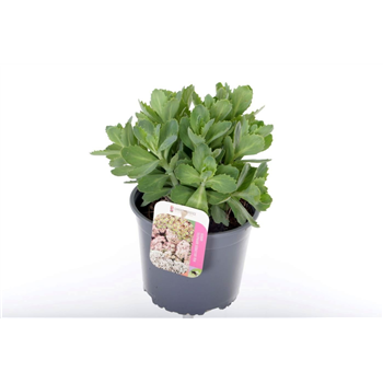 Sedum 'Herbstfreude' F00005652