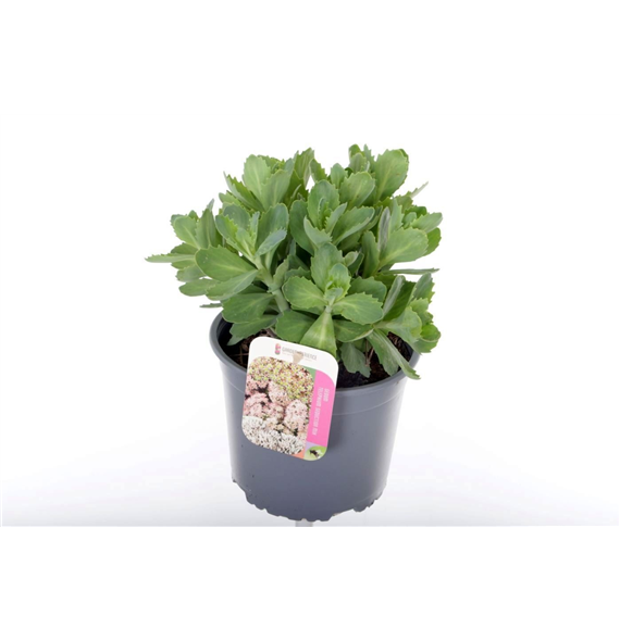 Sedum 'Herbstfreude' F00005652