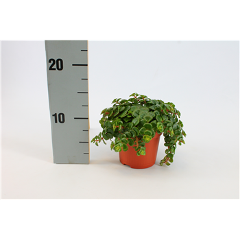 Sedum Tornado F00000399