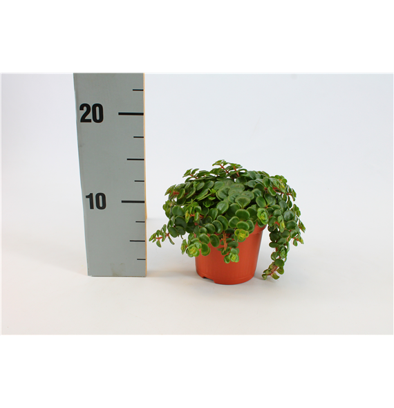 Sedum Tornado F00000399
