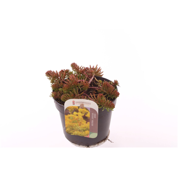 Sedum reflexum F00003204