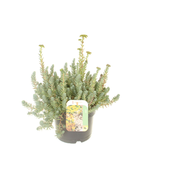 Sedum reflexum F00003205