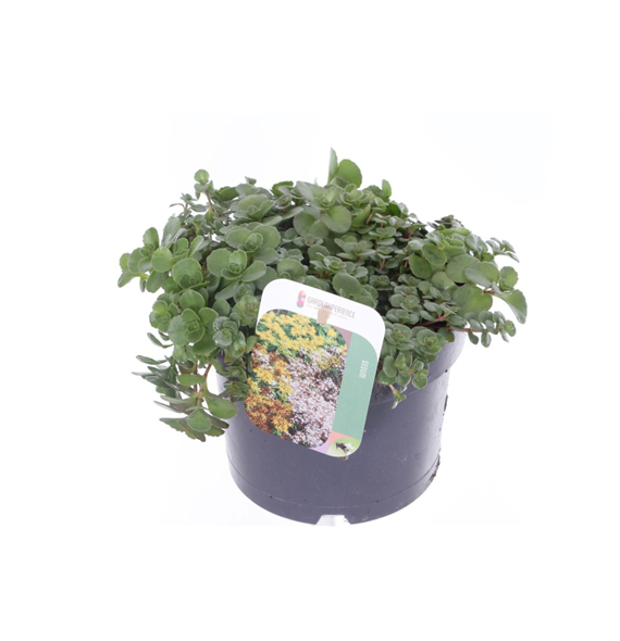Sedum spurium 'Coccineum' F00005654