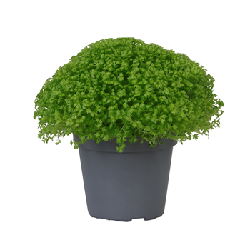 Selaginella apoda F00002064