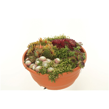 Sempervivum gemengd F00004771