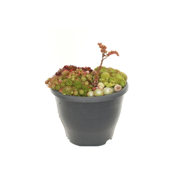Sempervivum mix F00003120