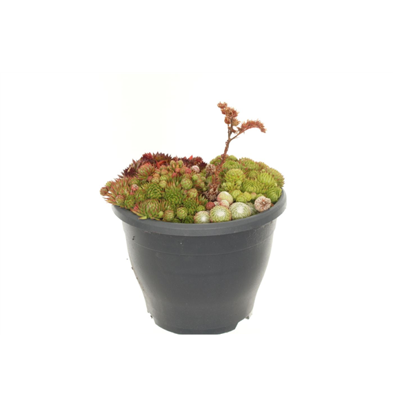 Sempervivum mix F00003120
