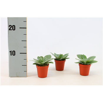 Senecio Cephalophorus F00000370