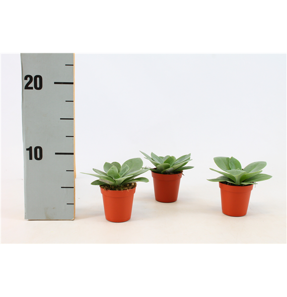 Senecio Cephalophorus F00000370