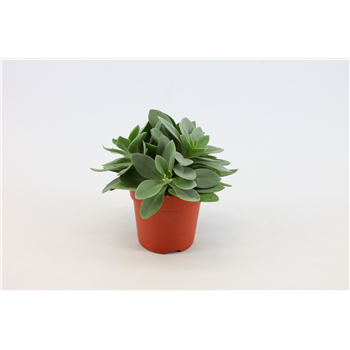 Senecio Cephalophorus F00000371