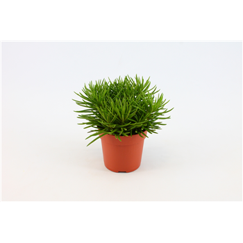 Senecio Himalaya F00000464