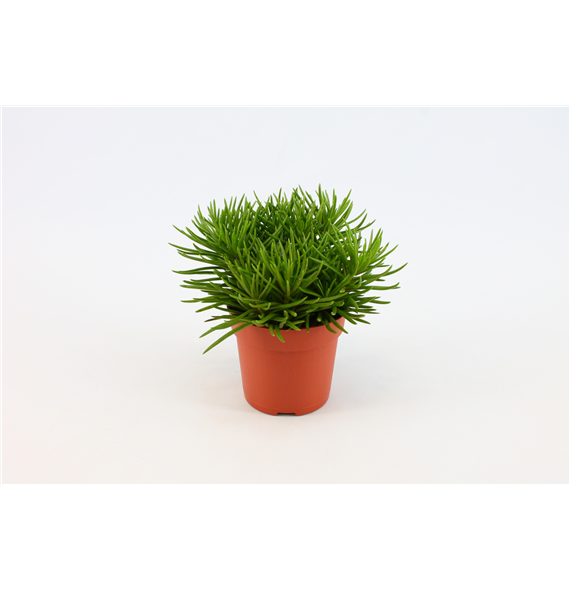 Senecio Himalaya F00000464