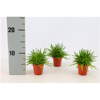 Senecio Himalaya F00000397