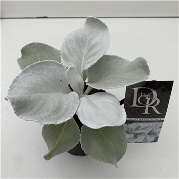 Senecio candicans 'Angel Wings' F00004056