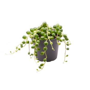 Senecio herreianus F00002070