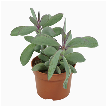 Senecio crassissimus F00001350