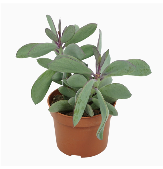 Senecio crassissimus F00001350