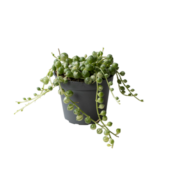 Senecio herreianus Variegata F00002071
