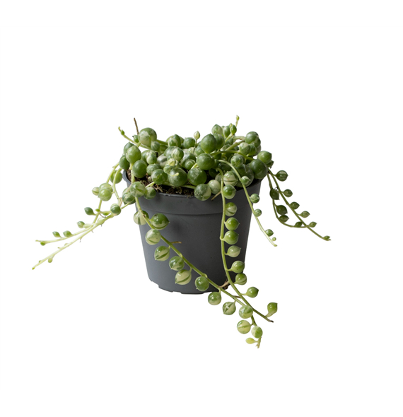 Senecio herreianus Variegata F00002071