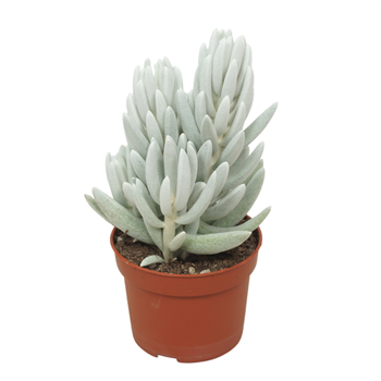 Senecio mont blanc F00001351
