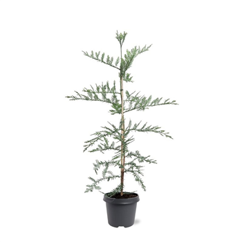 Sequoia sempervirens 'Adpressa' F00008003