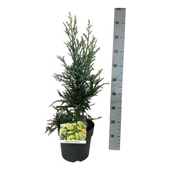 Sequoia sempervirens 'Adpressa' F00008172