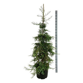 Sequoia sempervirens 'Adpressa' F00006968