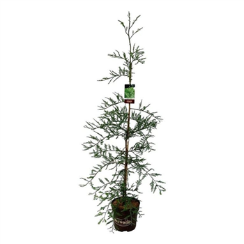 Sequoia sempervirens 'Illa Martin' F00007173