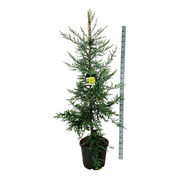 Sequoia sempervirens 'Adpressa' F00007316