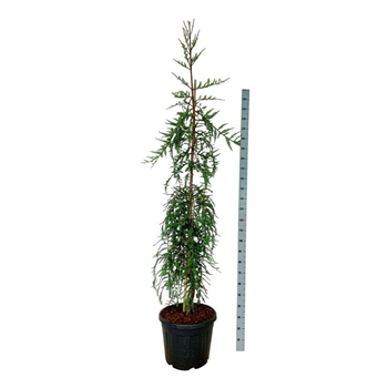 Sequoia sempervirens 'Mt Loma Prieta Spike' F00007317