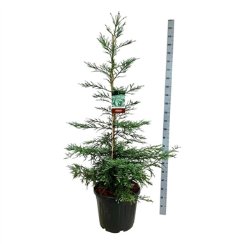 Sequoia sempervirens 'Steel Blue' F00007162