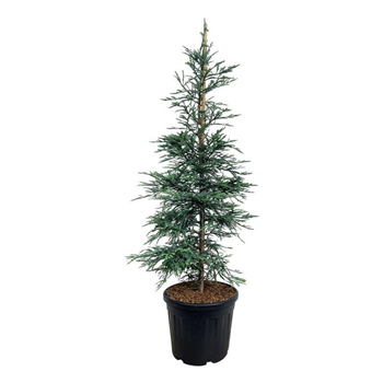 Sequoia sempervirens 'Steel Blue' F00007092