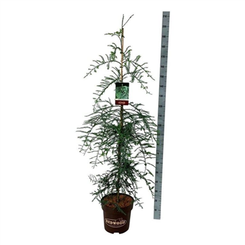 Sequoia sempervirens 'Winter Blue' F00007174