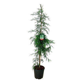 Sequoia sempervirens 'Winter Blue' F00007372