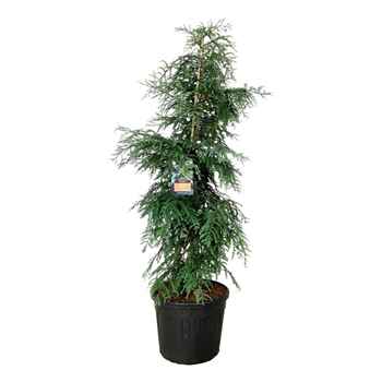 Sequoia sempervirens 'Winter Blue' F00007315
