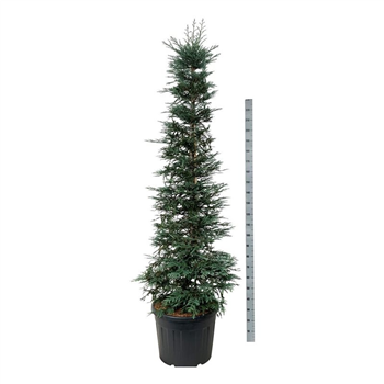 Sequoia sempervirens 'Xeno' F00007013