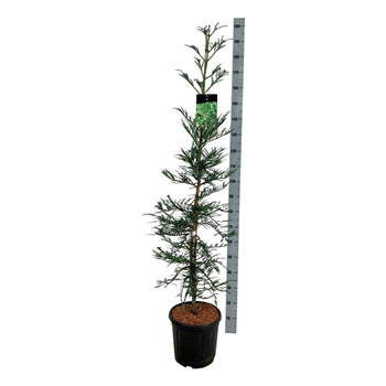 Sequoia sempervirens 'Xeno' F00007101