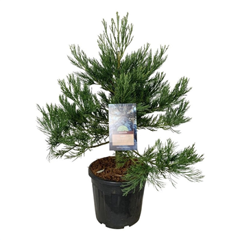 Sequoiadendron giganteum F00007018
