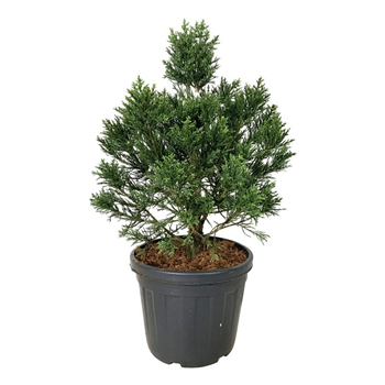 Sequoiadendron giganteum 'Clayton' F00007036